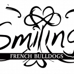 smiling french bulldogs 1900 copy